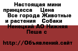 Настоящая мини принцесса  › Цена ­ 25 000 - Все города Животные и растения » Собаки   . Ненецкий АО,Нижняя Пеша с.